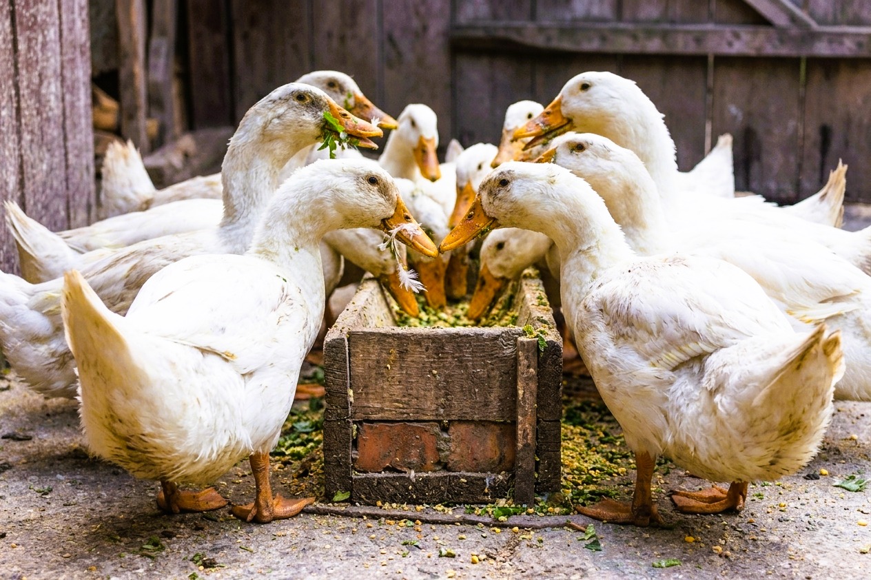 Duck